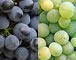 Grape variety articles