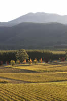 Autumn in the Alpine Valleys
