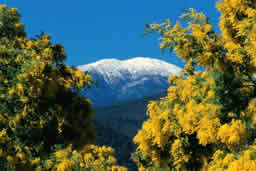Alpine Valleys