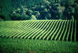 Summer vines Alpine Valleys