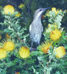 Wattlebird and Dryandra