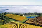 Coldstream Hills