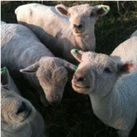 Short Sheep Wines